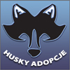 husky adopcje